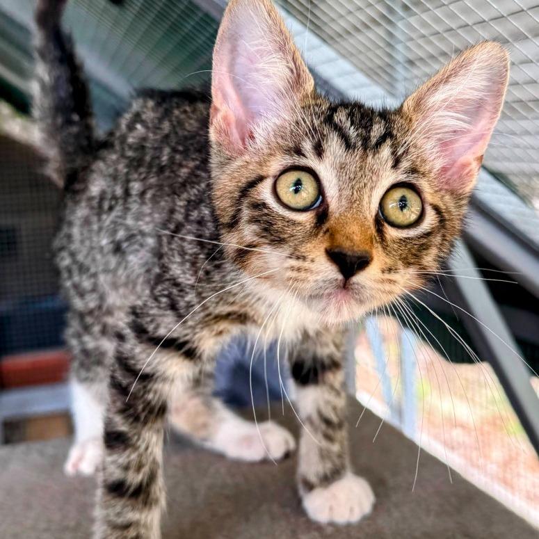 Enlarge Mustang, a Adoptable Domestic Short Hair in Boerne, TX image 3/5