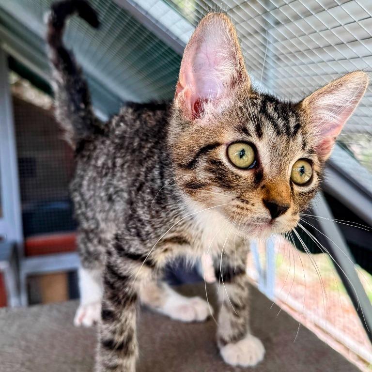 Enlarge Mustang, a Adoptable Domestic Short Hair in Boerne, TX image 5/5