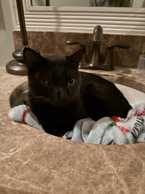 Enlarge Toby 3, a Adoptable Domestic Short Hair in Orlando, FL image 1/4