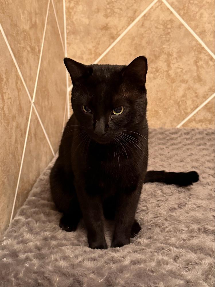 Enlarge Toby 3, a Adoptable Domestic Short Hair in Orlando, FL image 2/4