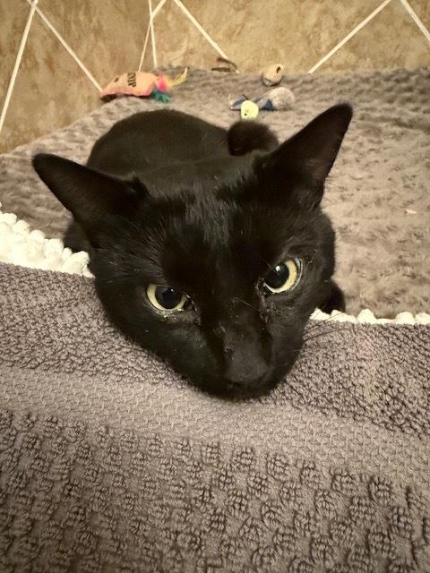 Enlarge Toby 3, a Adoptable Domestic Short Hair in Orlando, FL image 3/4