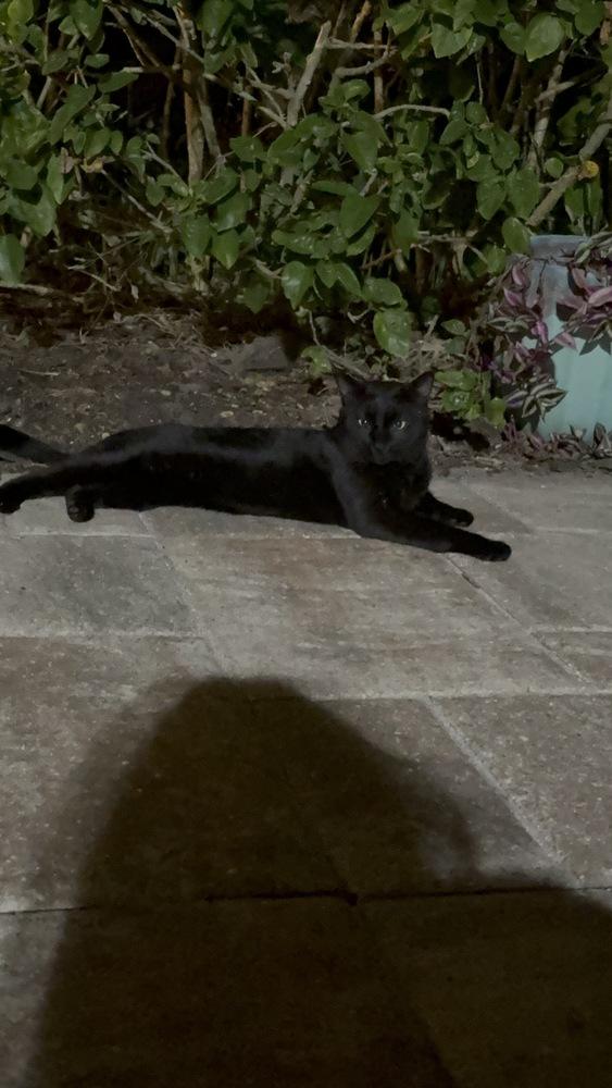 Enlarge Toby 3, a Adoptable Domestic Short Hair in Orlando, FL image 4/4