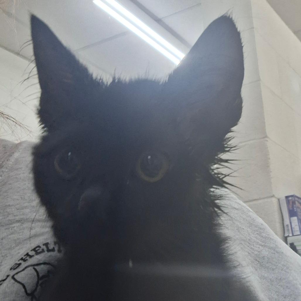 Steel, Adoptable, Kitten Male Domestic Short Hair.