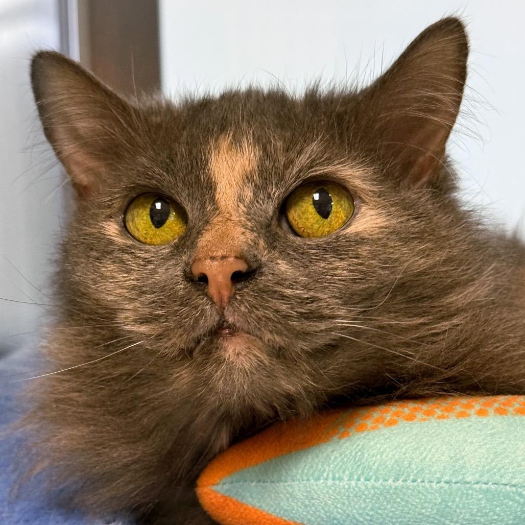 Enlarge Beauty, a Adoptable Domestic Long Hair in Ottawa, KS image 1/1