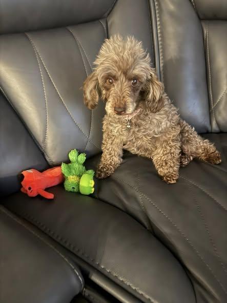 Bayleigh, a Adoptable Poodle (Toy) in Matthews, NC image 2/2
