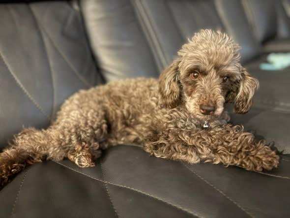 Bayleigh, a Adoptable Poodle (Toy) in Matthews, NC image 1/2