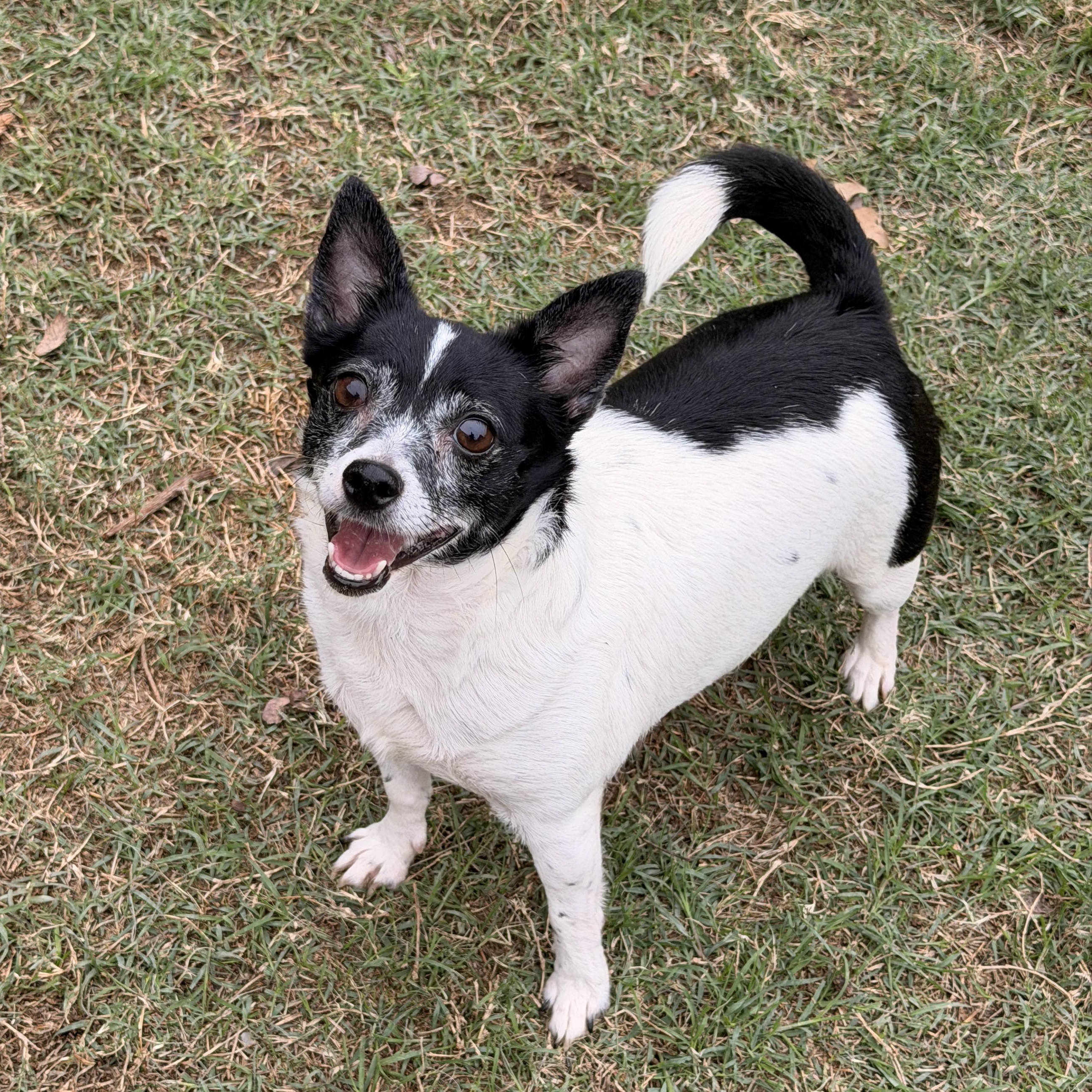 Georgia, ADOPTABLE, Adult Female Rat Terrier & Chihuahua.