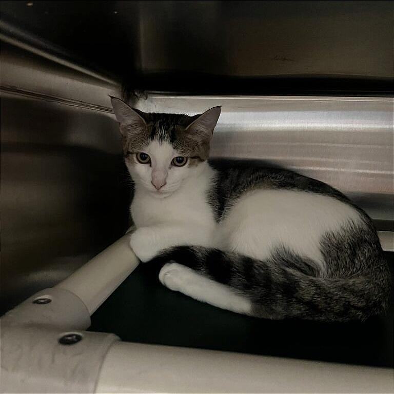 Enlarge Mary Alice, a Adoptable Domestic Short Hair in Gainesville, GA image 1/1