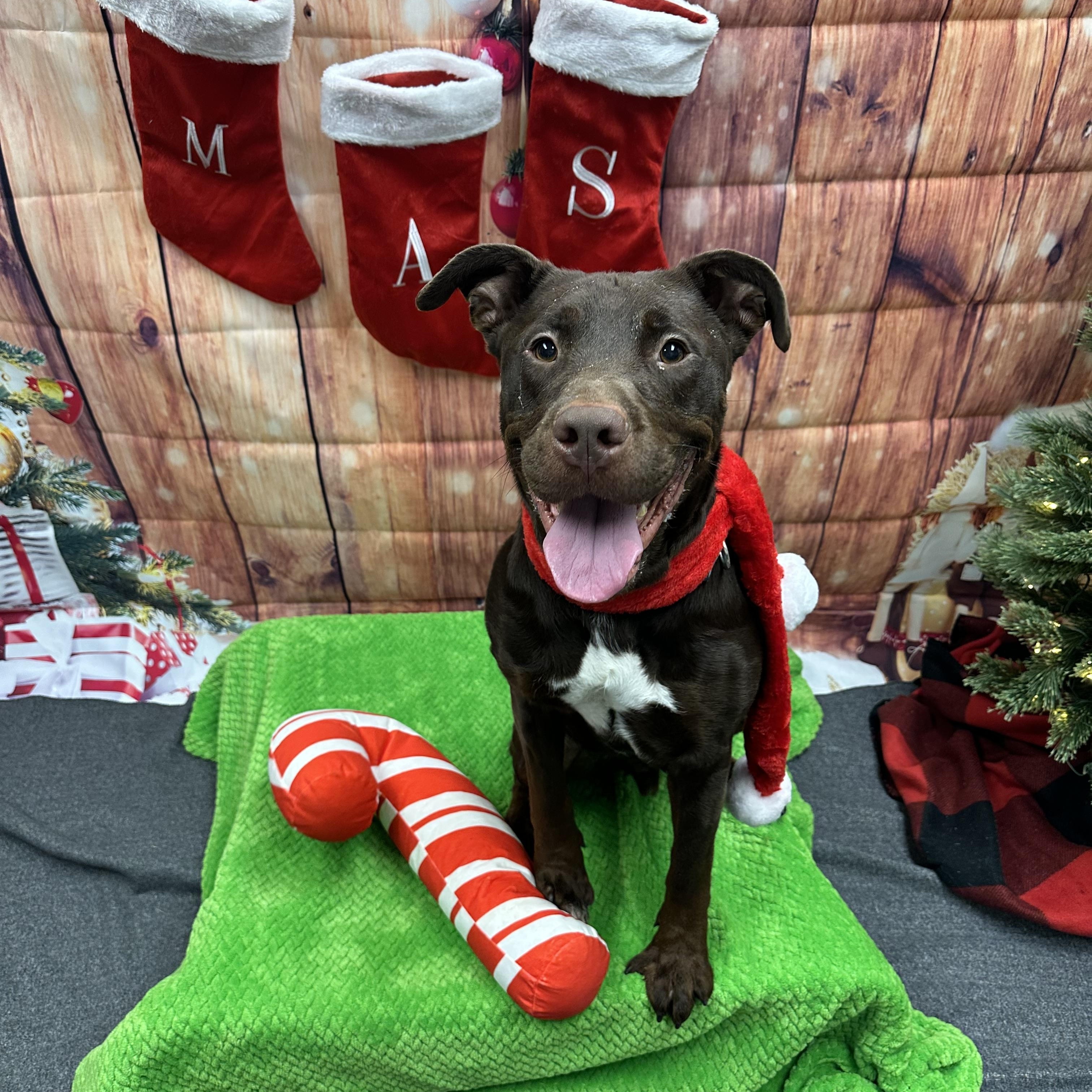 Koda, a Adoptable mixed breed in Monroeville, PA image 1/6