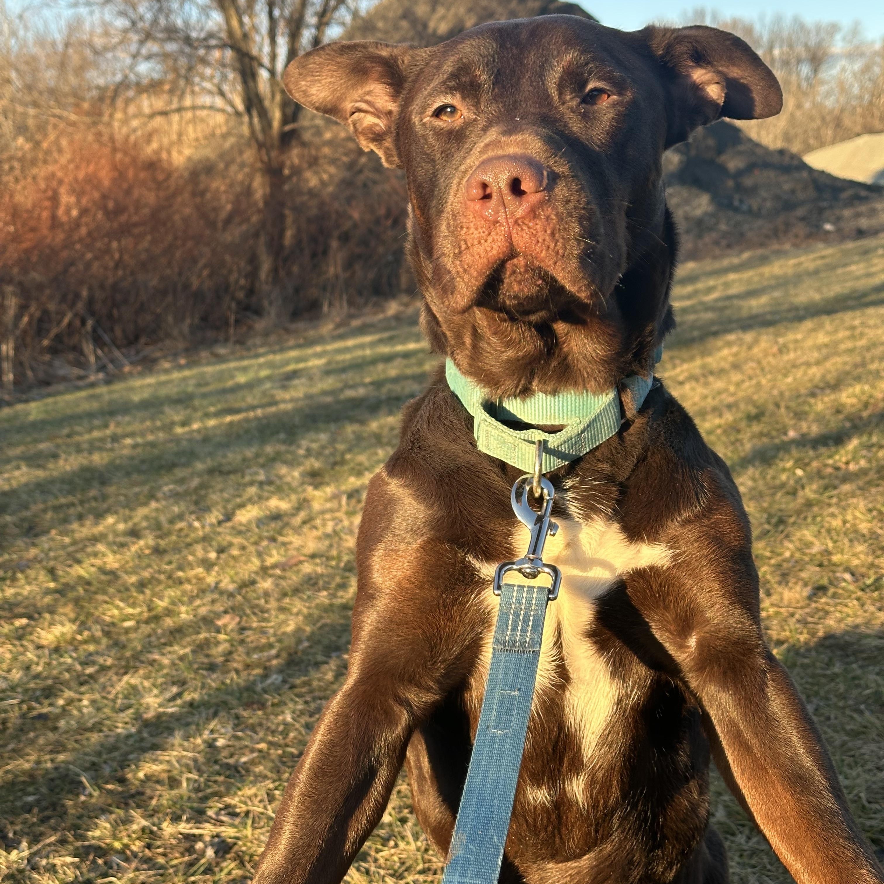 Enlarge Koda, a Adoptable mixed breed in Monroeville, PA image 2/6