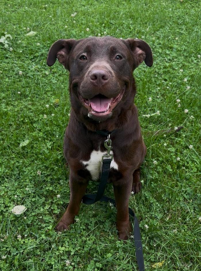 Koda, Adoptable, Adult Male Chocolate Labrador Retriever.