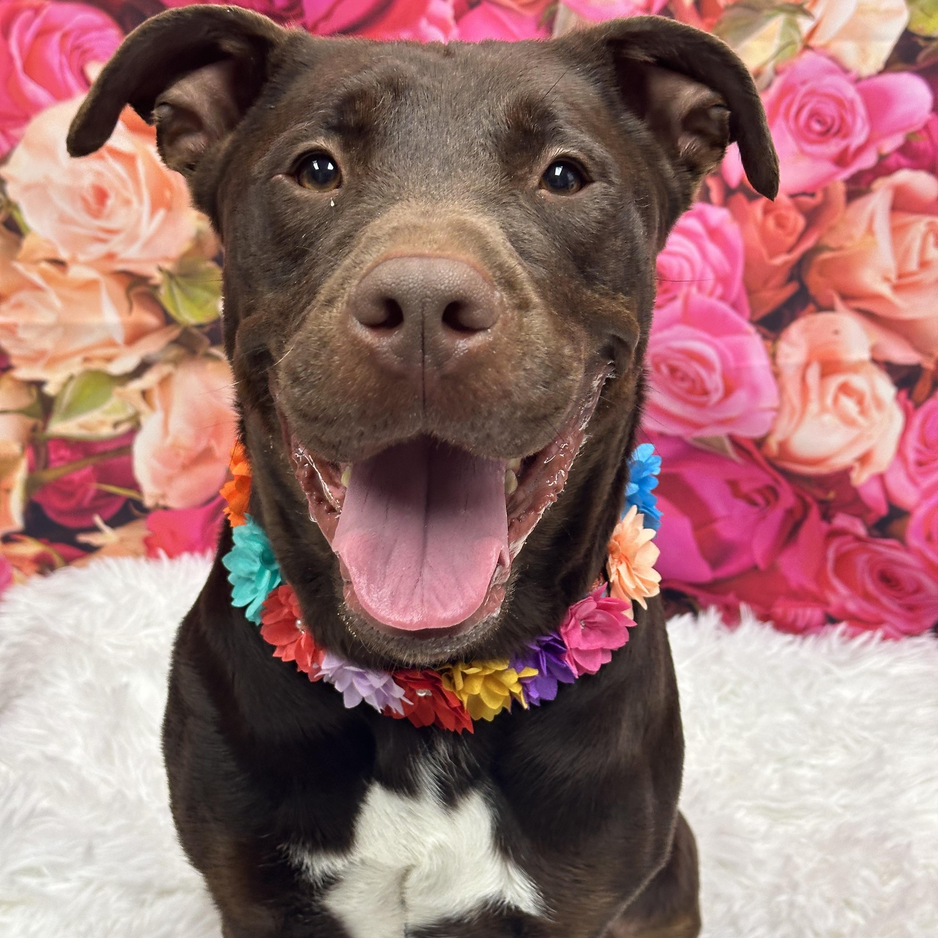 Koda, Adoptable, Adult Male Chocolate Labrador Retriever.