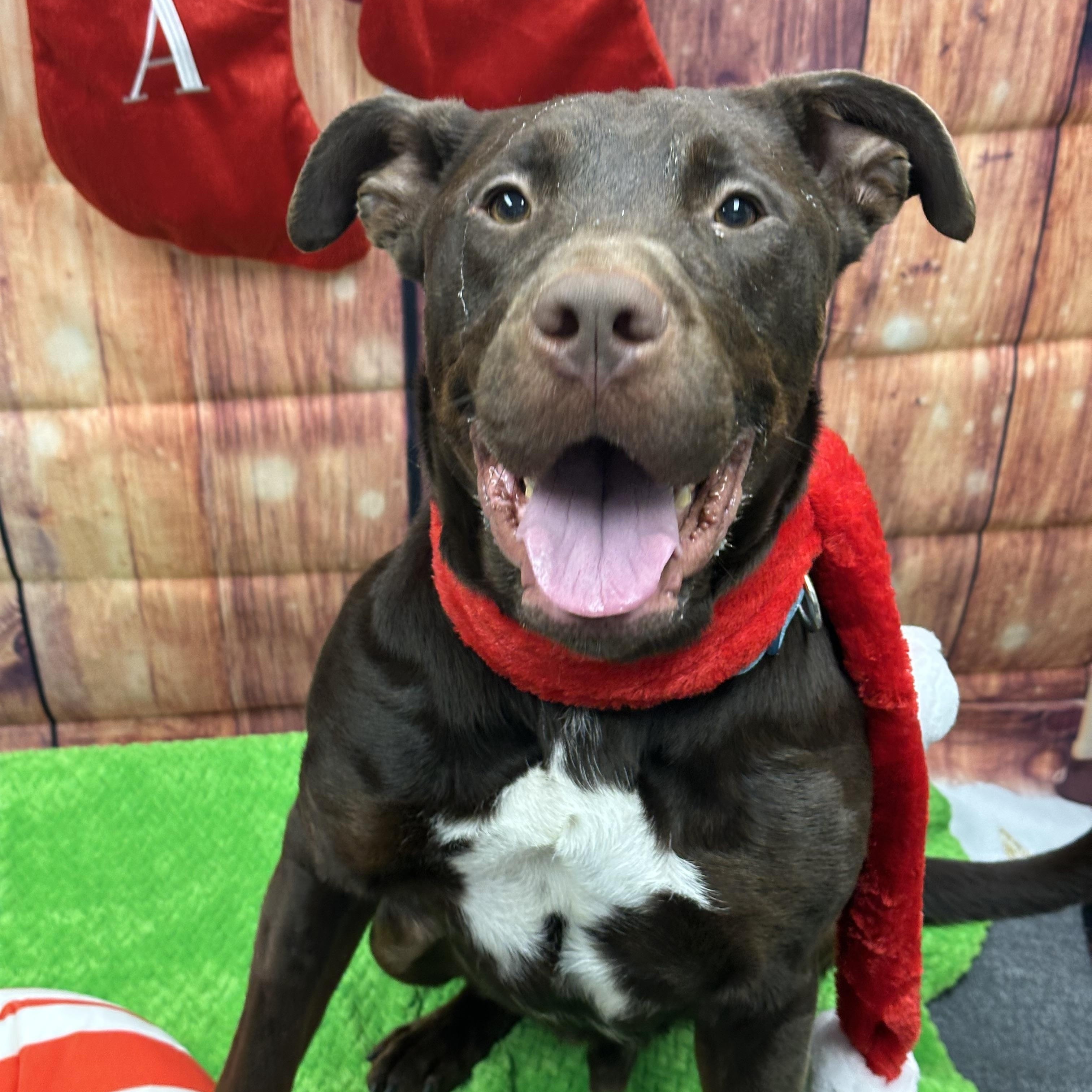 Koda, a Adoptable mixed breed in Monroeville, PA image 6/6