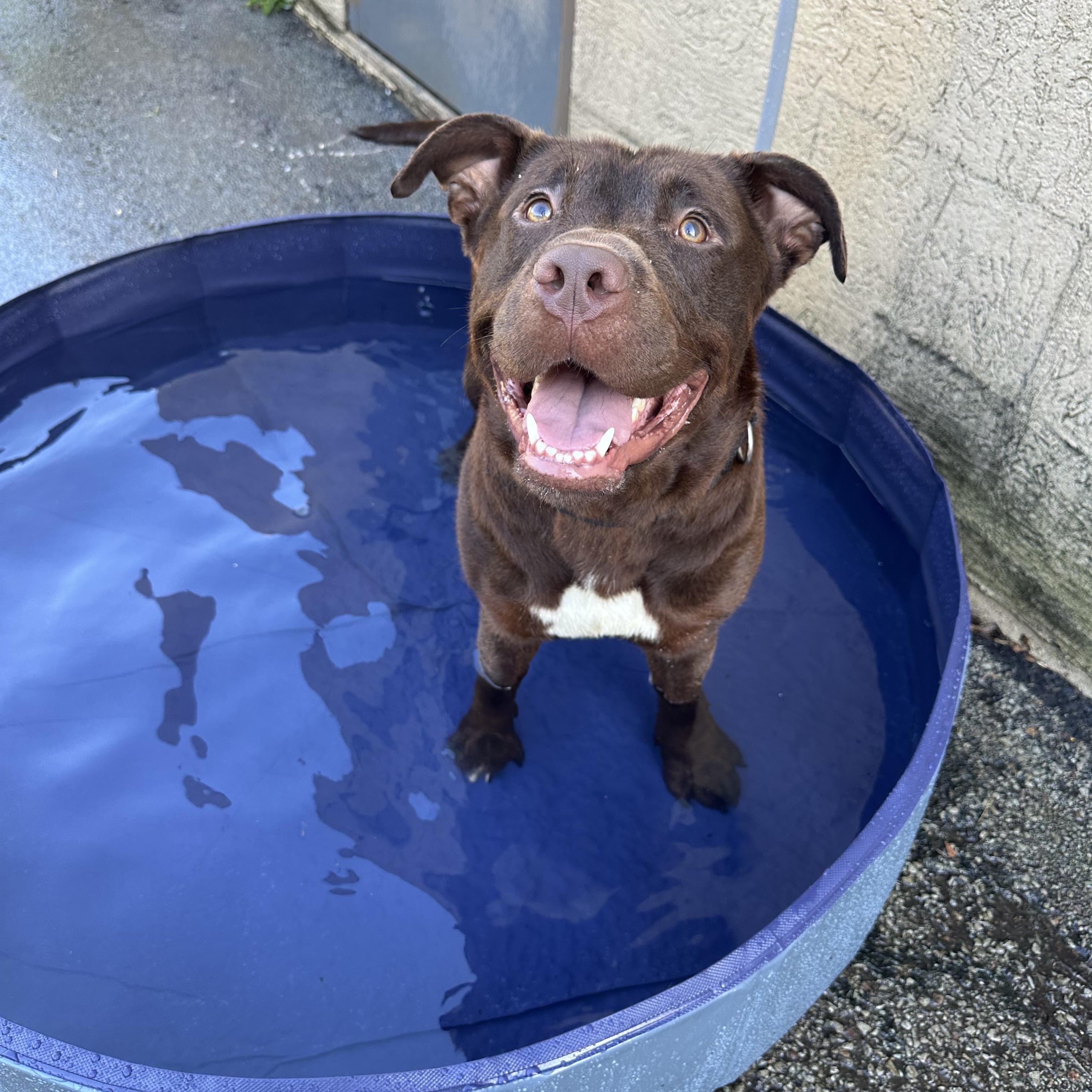 Enlarge Koda, a Adoptable mixed breed in Monroeville, PA image 4/4