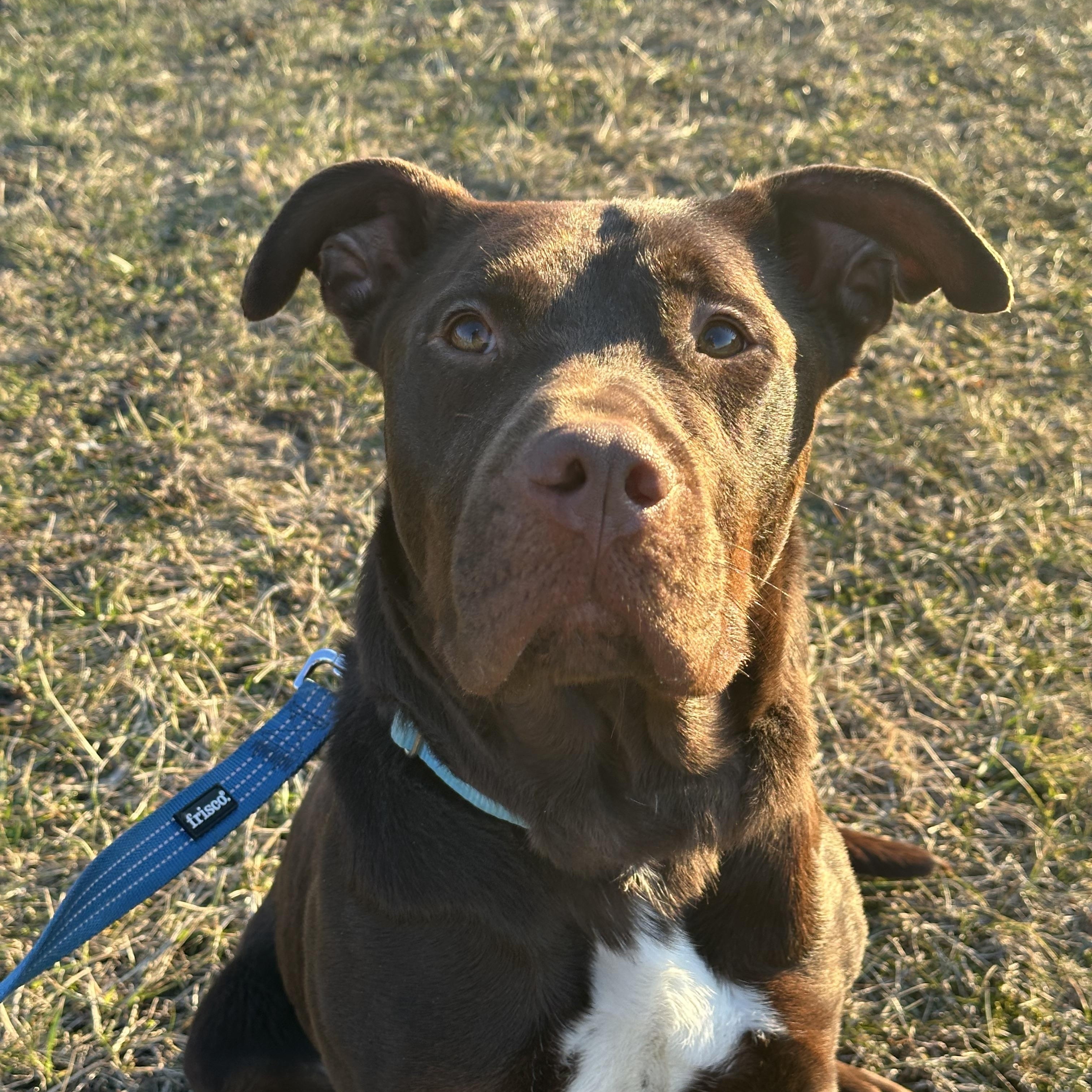 Koda, Adoptable, Adult Male Chocolate Labrador Retriever.