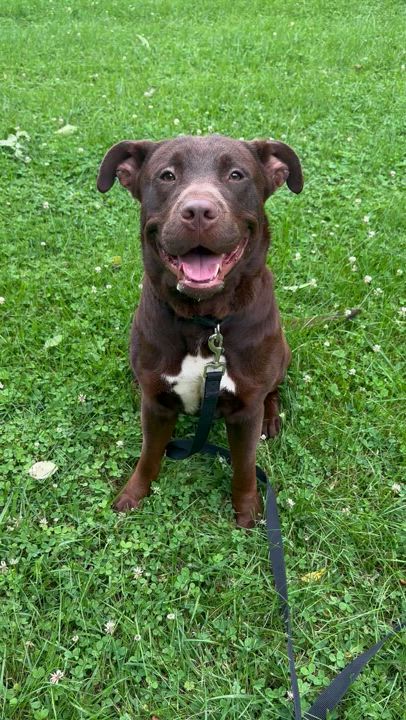 Enlarge Koda, a Adoptable mixed breed in Monroeville, PA video 2/4