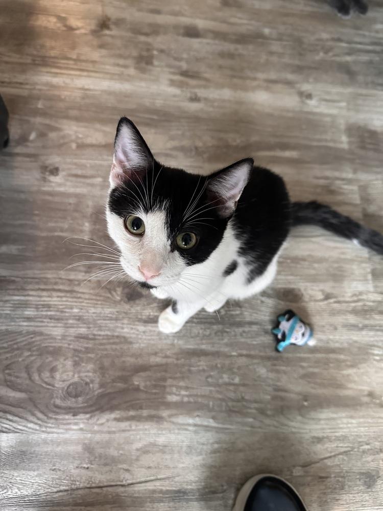 Puck, Adoptable, Kitten Male Domestic Short Hair.
