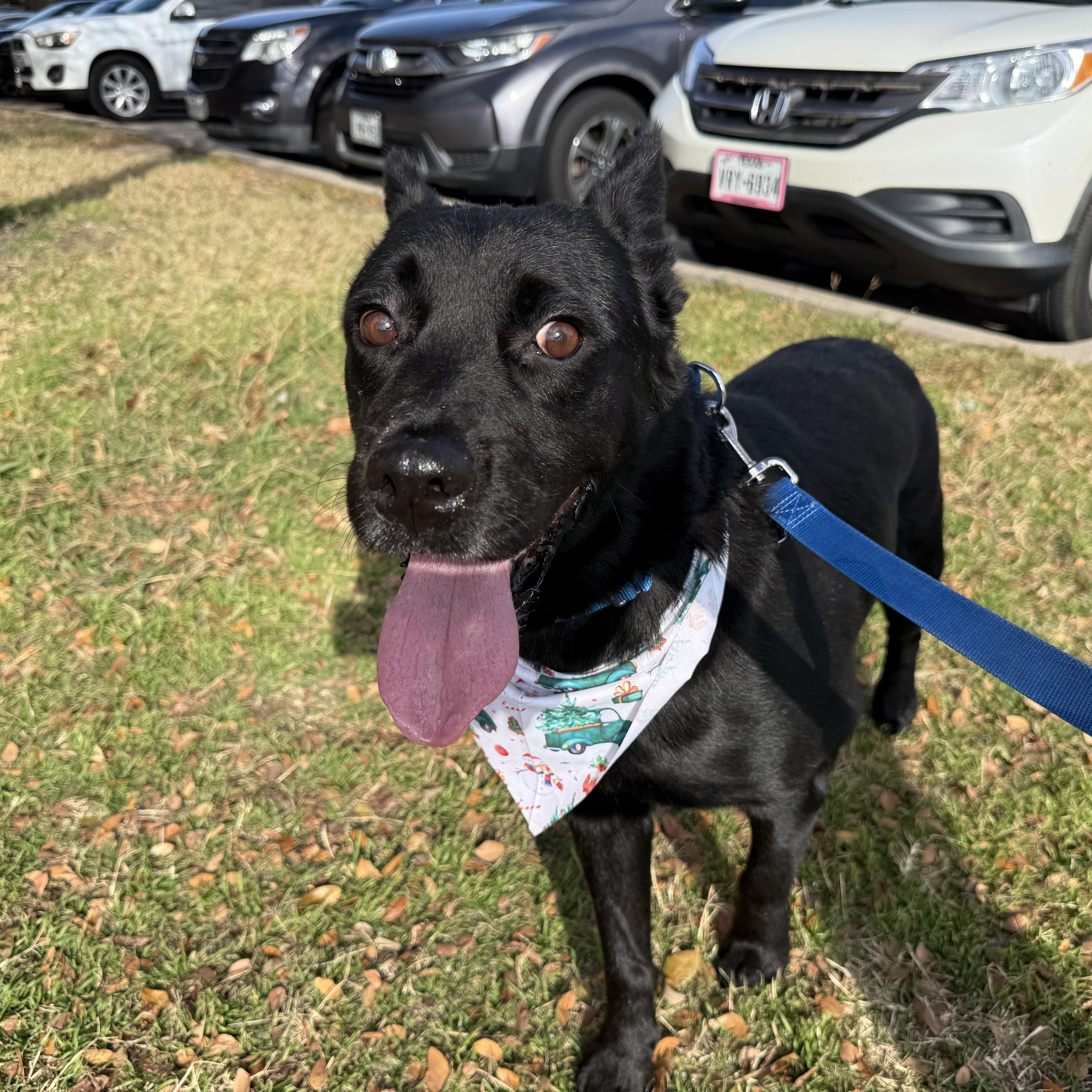 Enlarge Penny, a ADOPTABLE Mixed Breed in Carrollton, TX image 2/3
