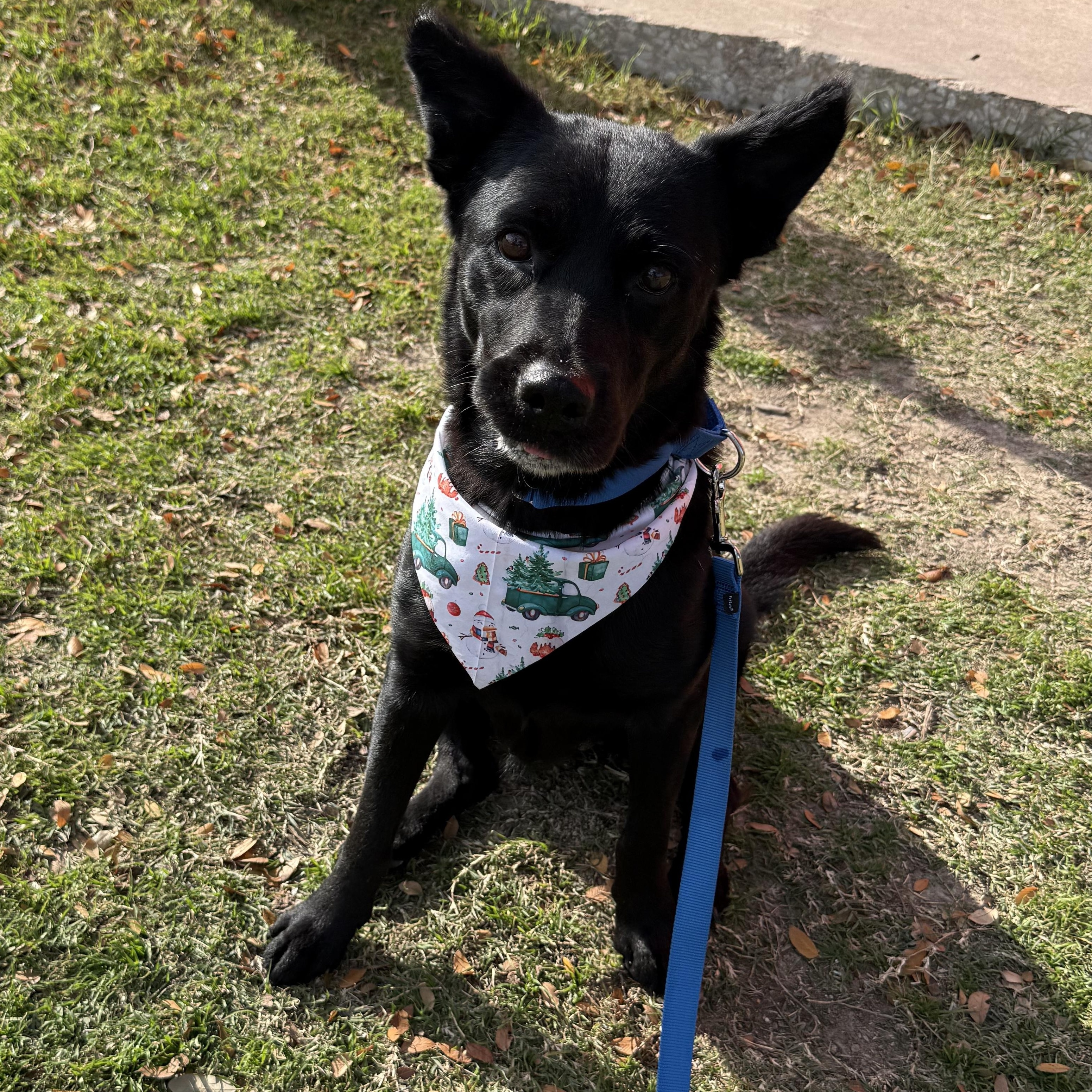 Penny, ADOPTABLE, Senior Female Mixed Breed.
