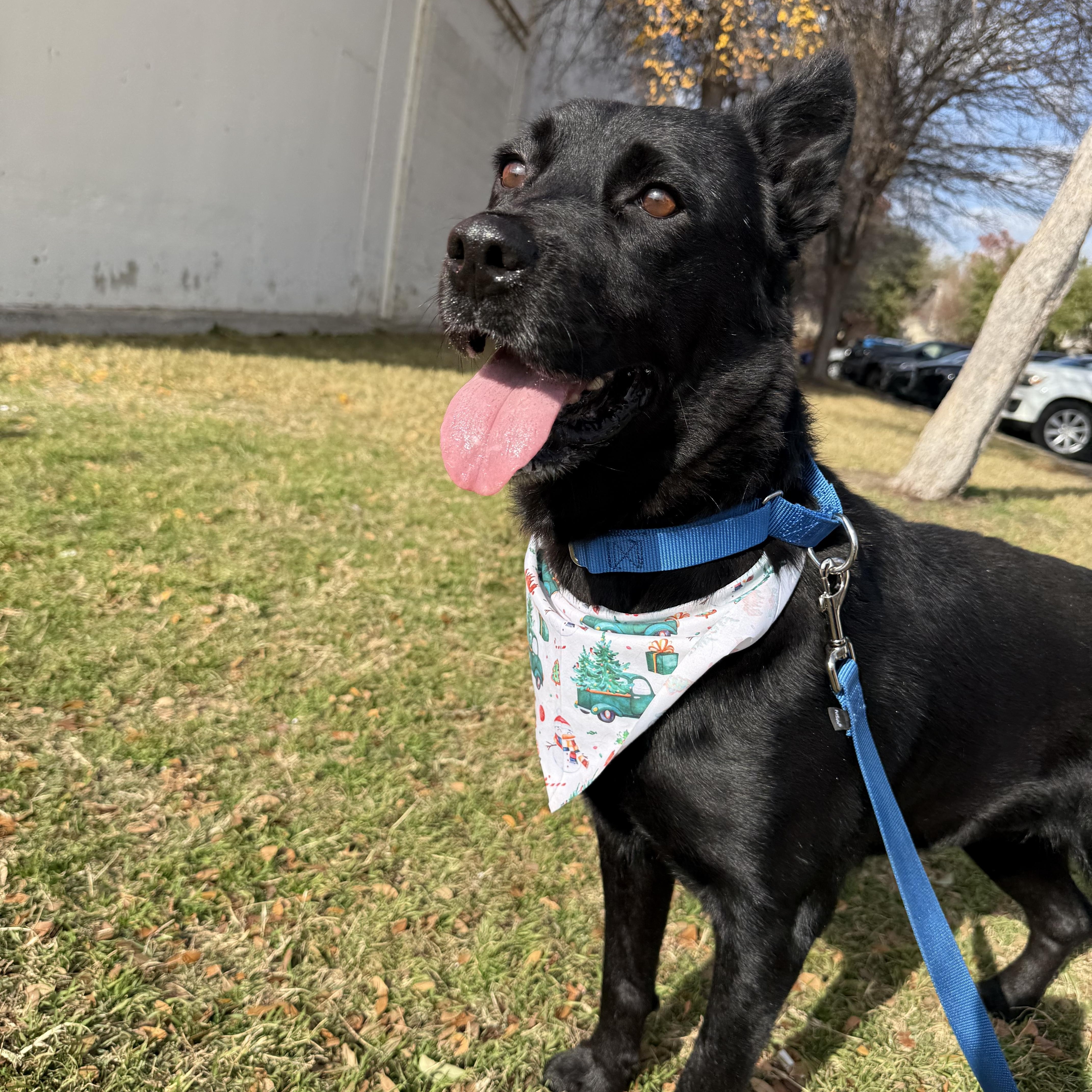 Enlarge Penny, a ADOPTABLE Mixed Breed in Carrollton, TX image 3/3