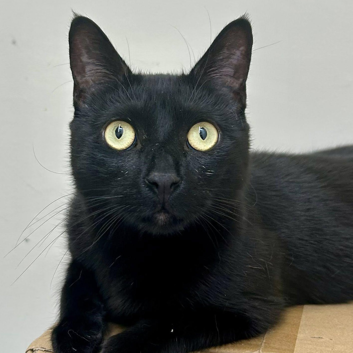 ONYX, a Adoptable Domestic Short Hair in Santa Monica, CA image 3/5