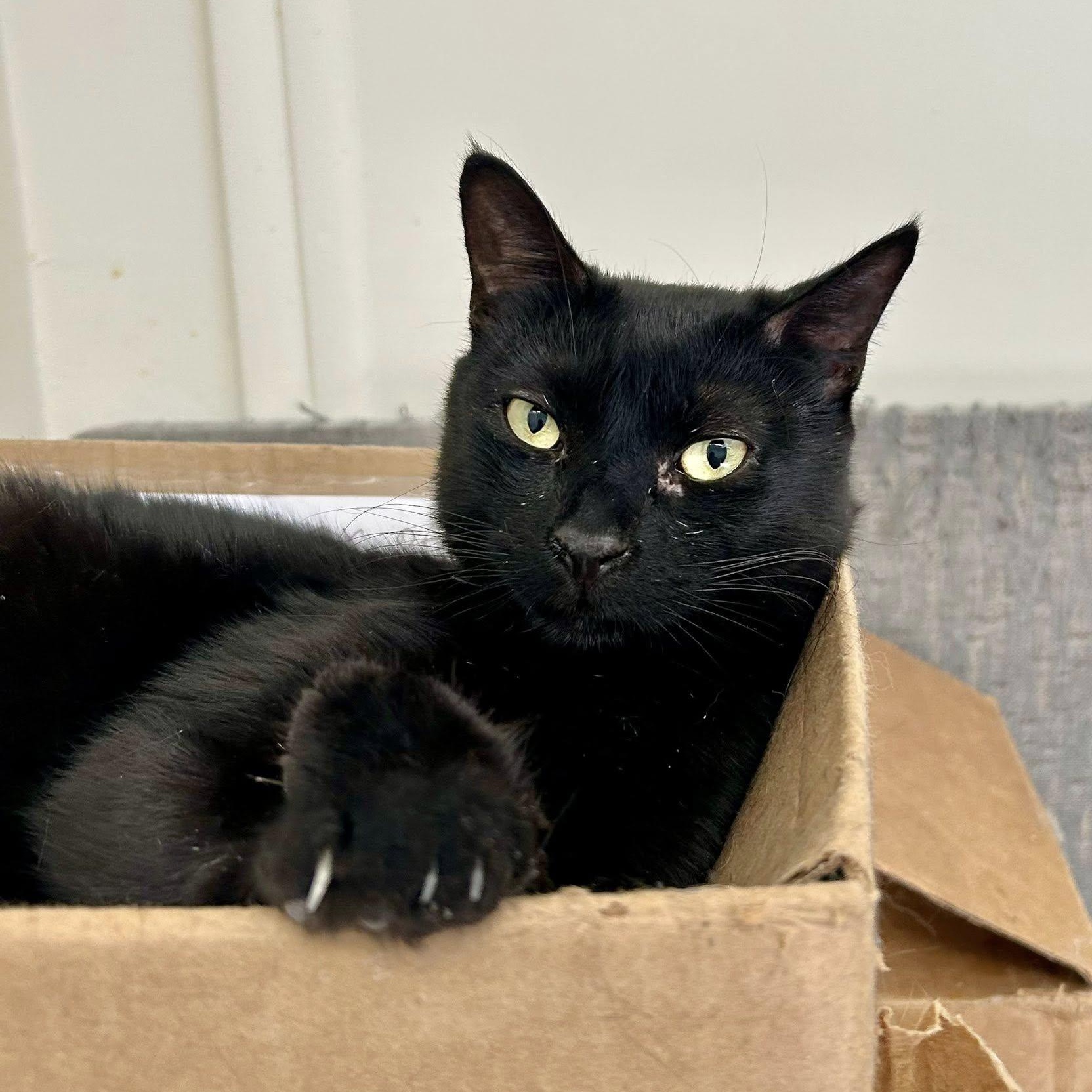 ONYX, a Adoptable Domestic Short Hair in Santa Monica, CA image 2/5