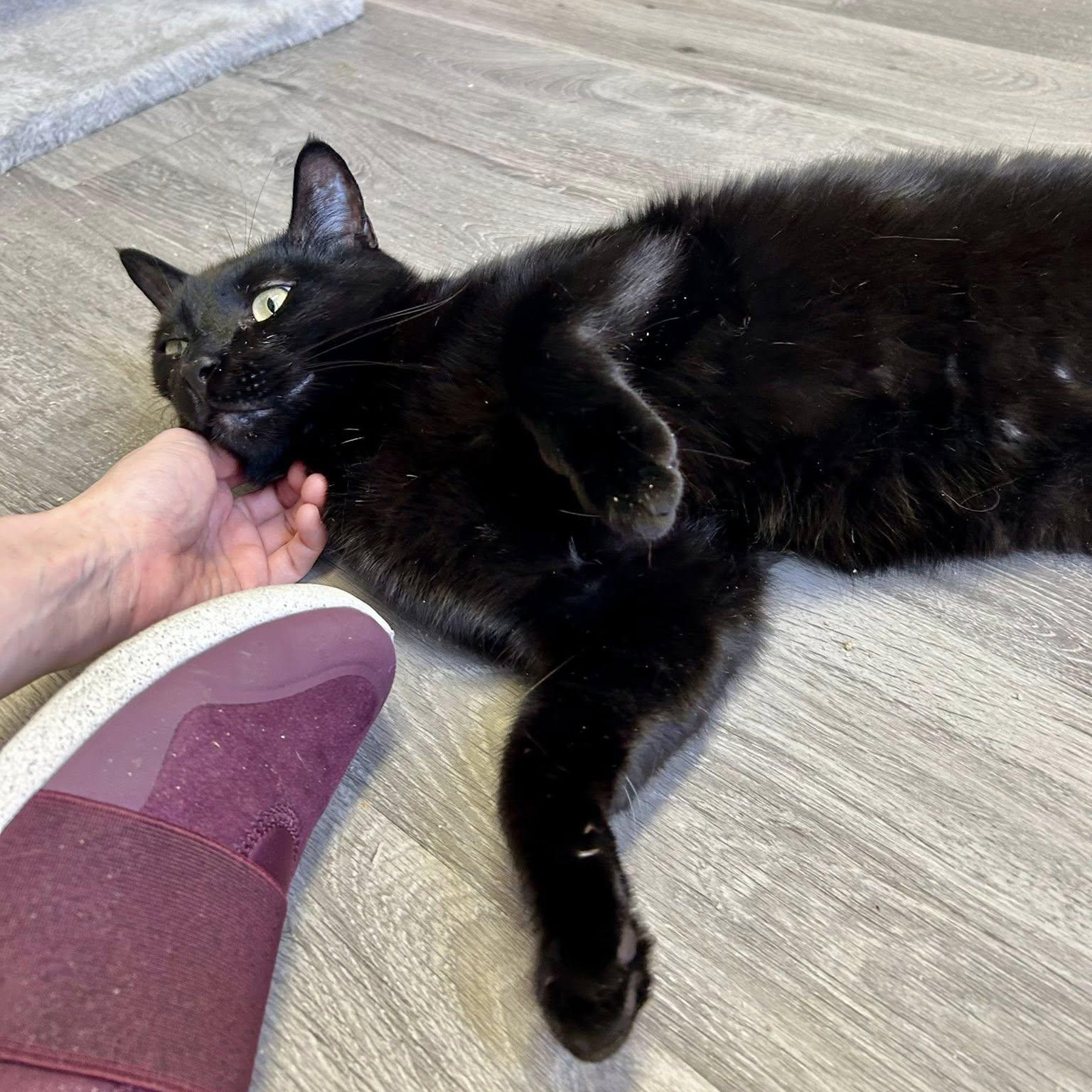 ONYX, a Adoptable Domestic Short Hair in Santa Monica, CA image 4/5