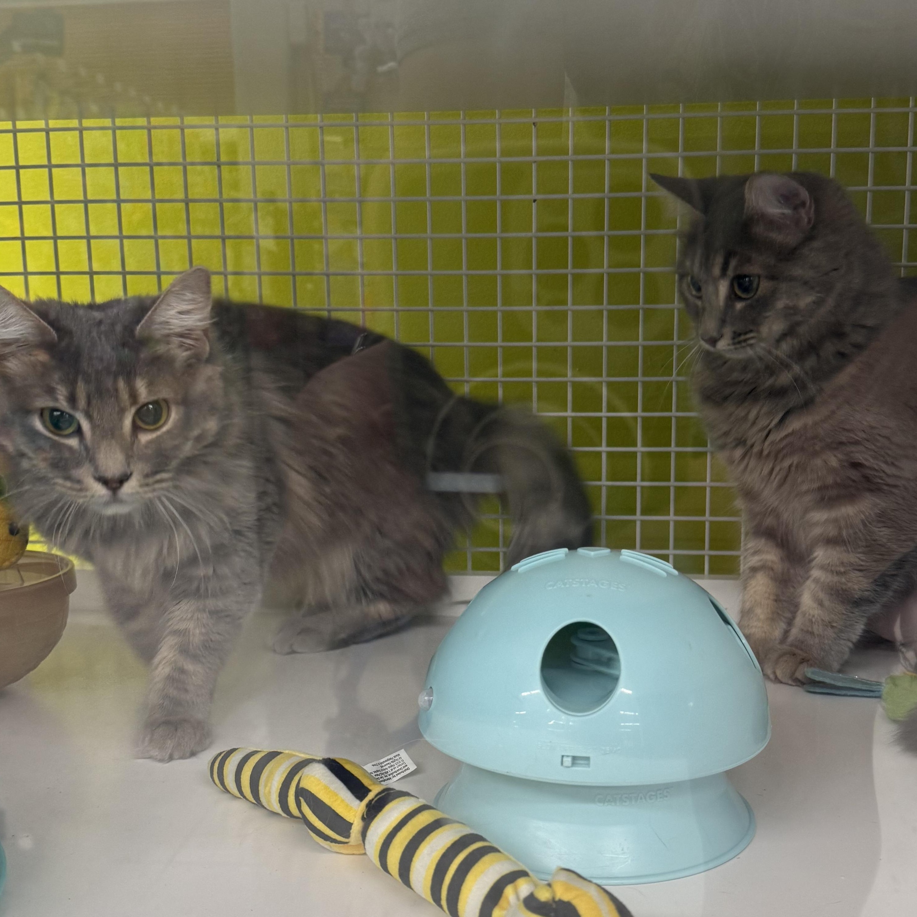 Enlarge Misty & Drizzle (Bonded Pair), an adopted mixed breed in Brentwood, CA image 4/5