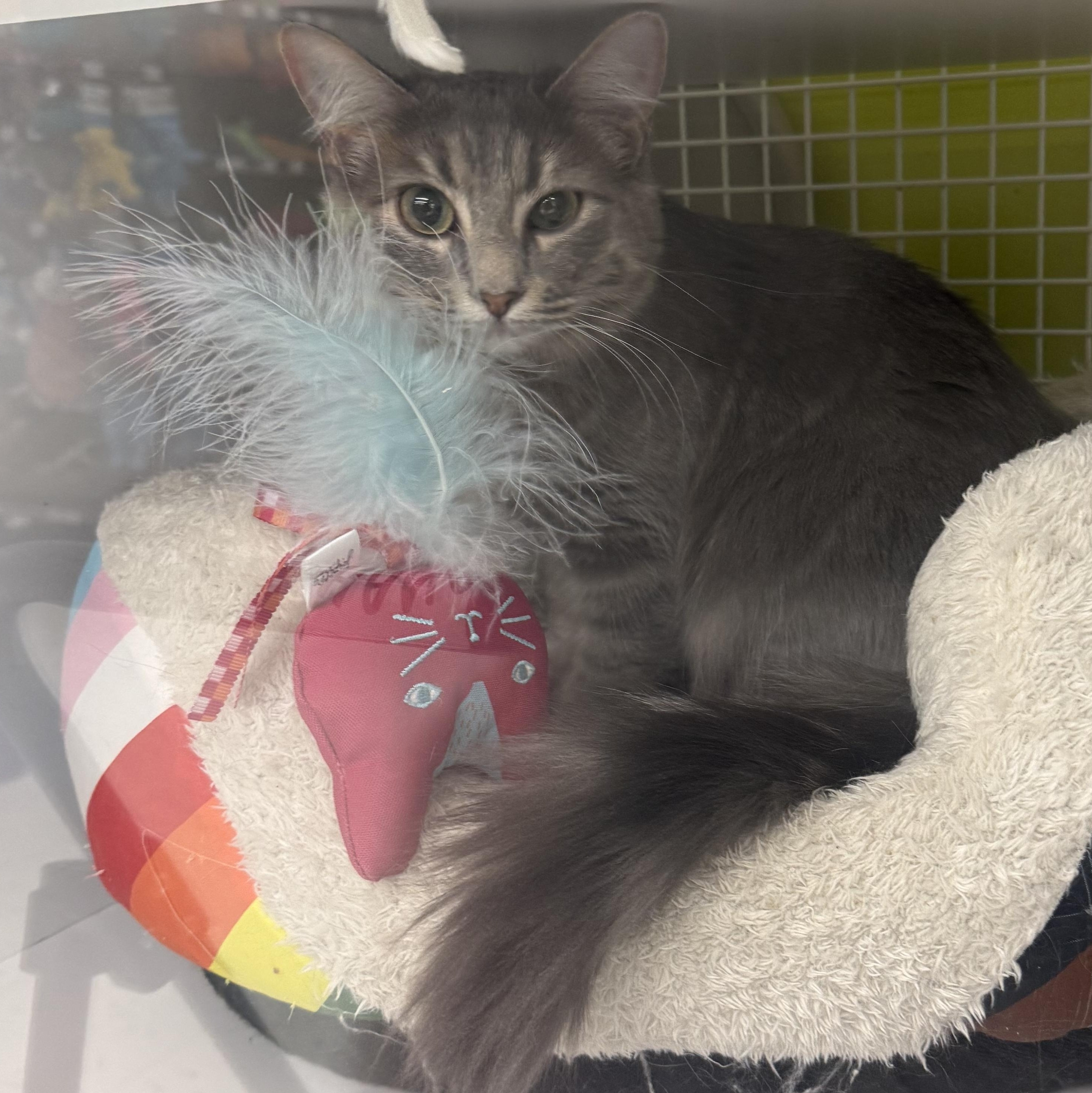 Enlarge Misty & Drizzle (Bonded Pair), an adopted mixed breed in Brentwood, CA image 2/5