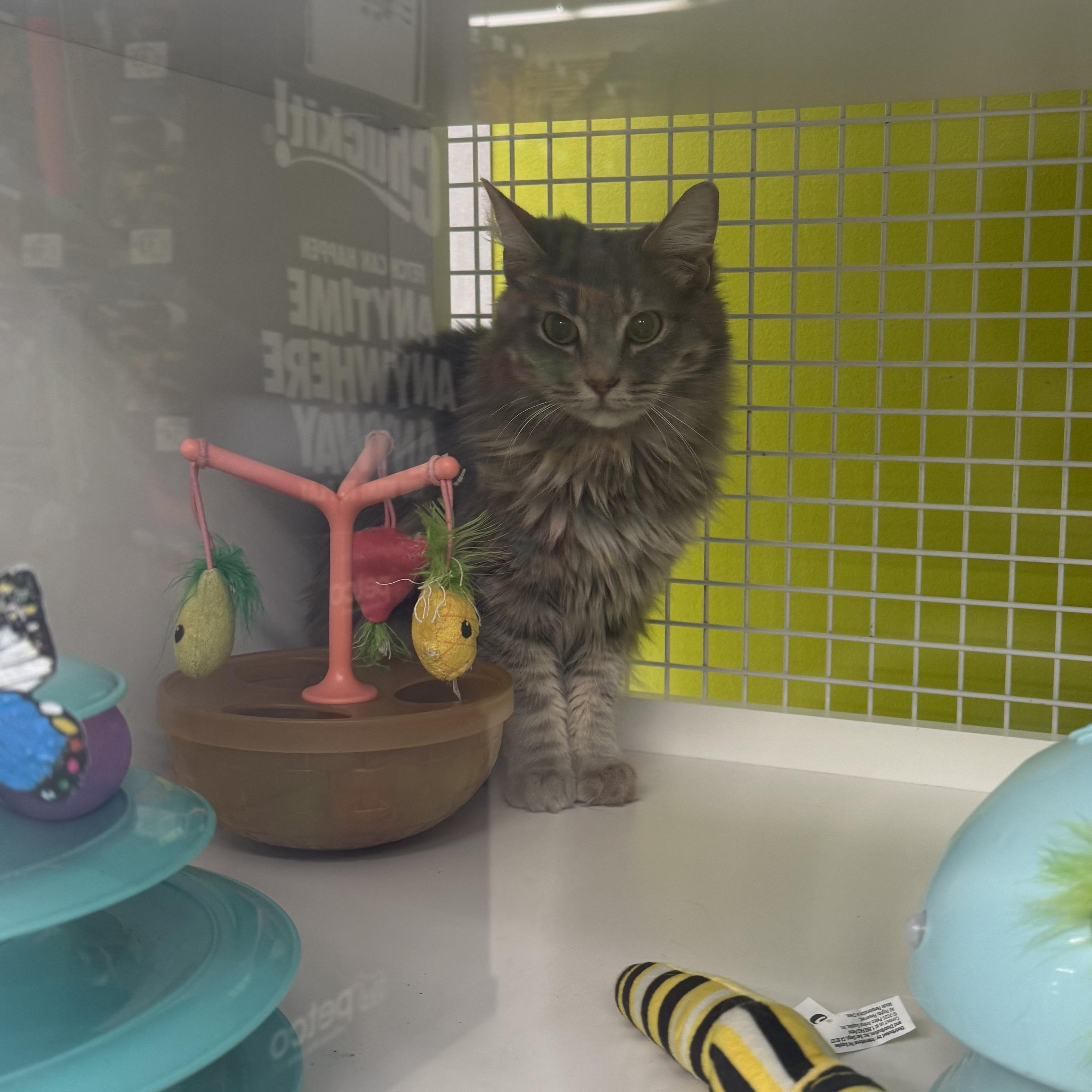 Enlarge Misty & Drizzle (Bonded Pair), an adopted mixed breed in Brentwood, CA image 3/5