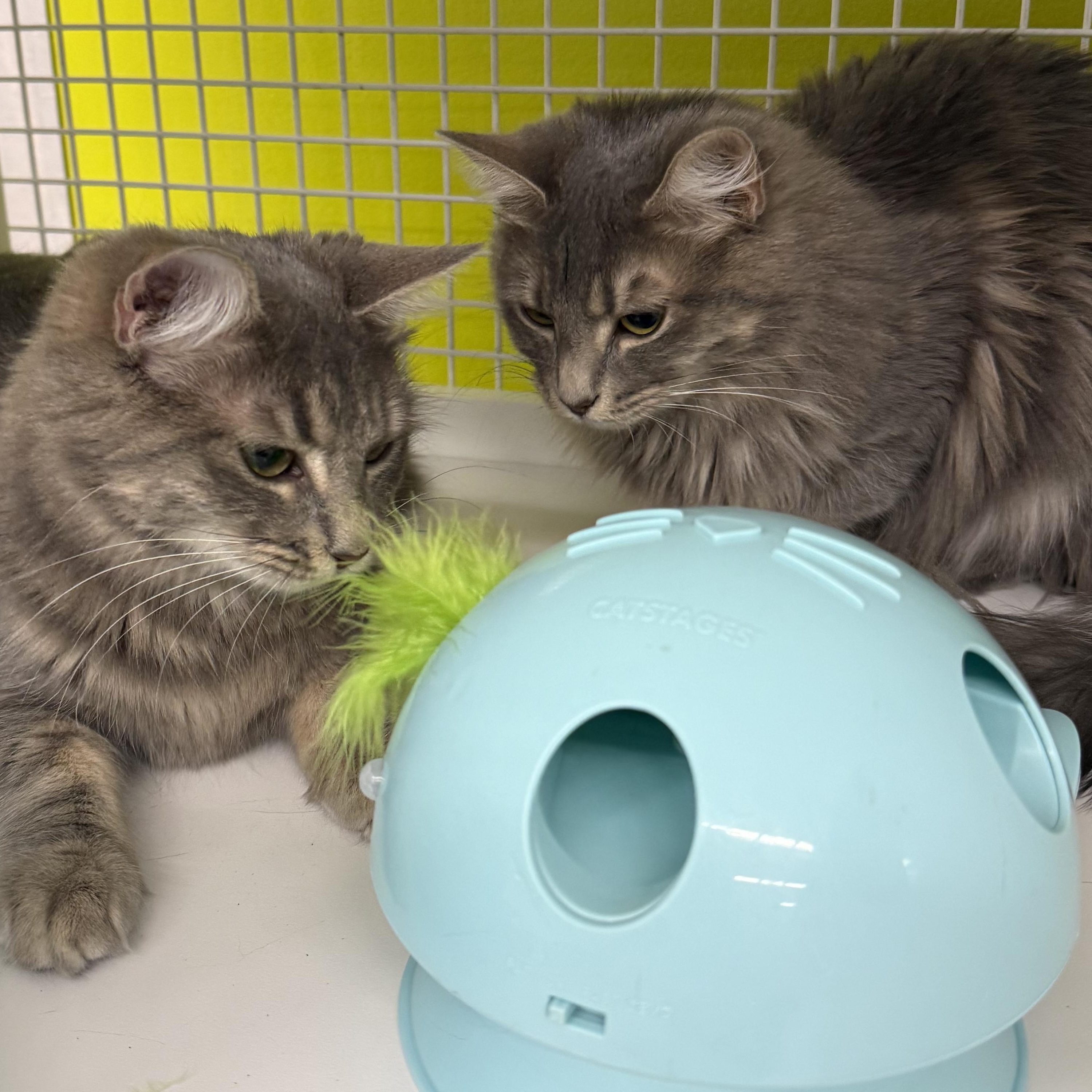 Enlarge Misty & Drizzle (Bonded Pair), an adopted mixed breed in Brentwood, CA image 5/5