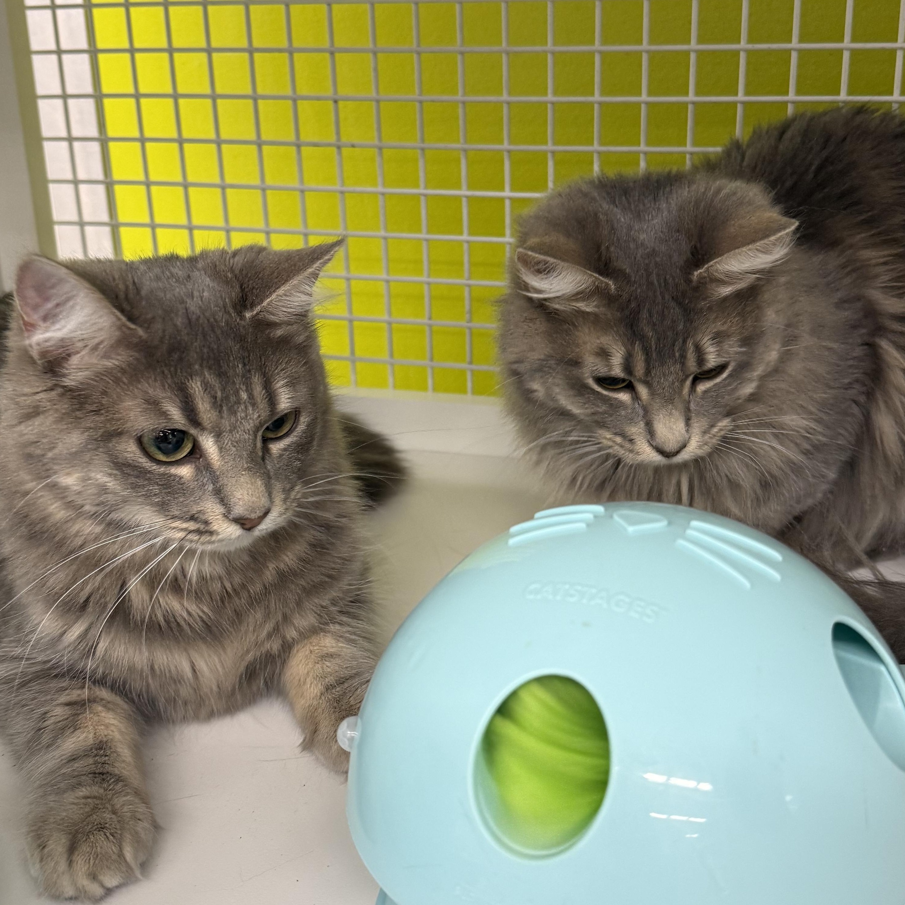 Misty & Drizzle (Bonded Pair), adopted, Young Female Domestic Medium Hair & Tabby.