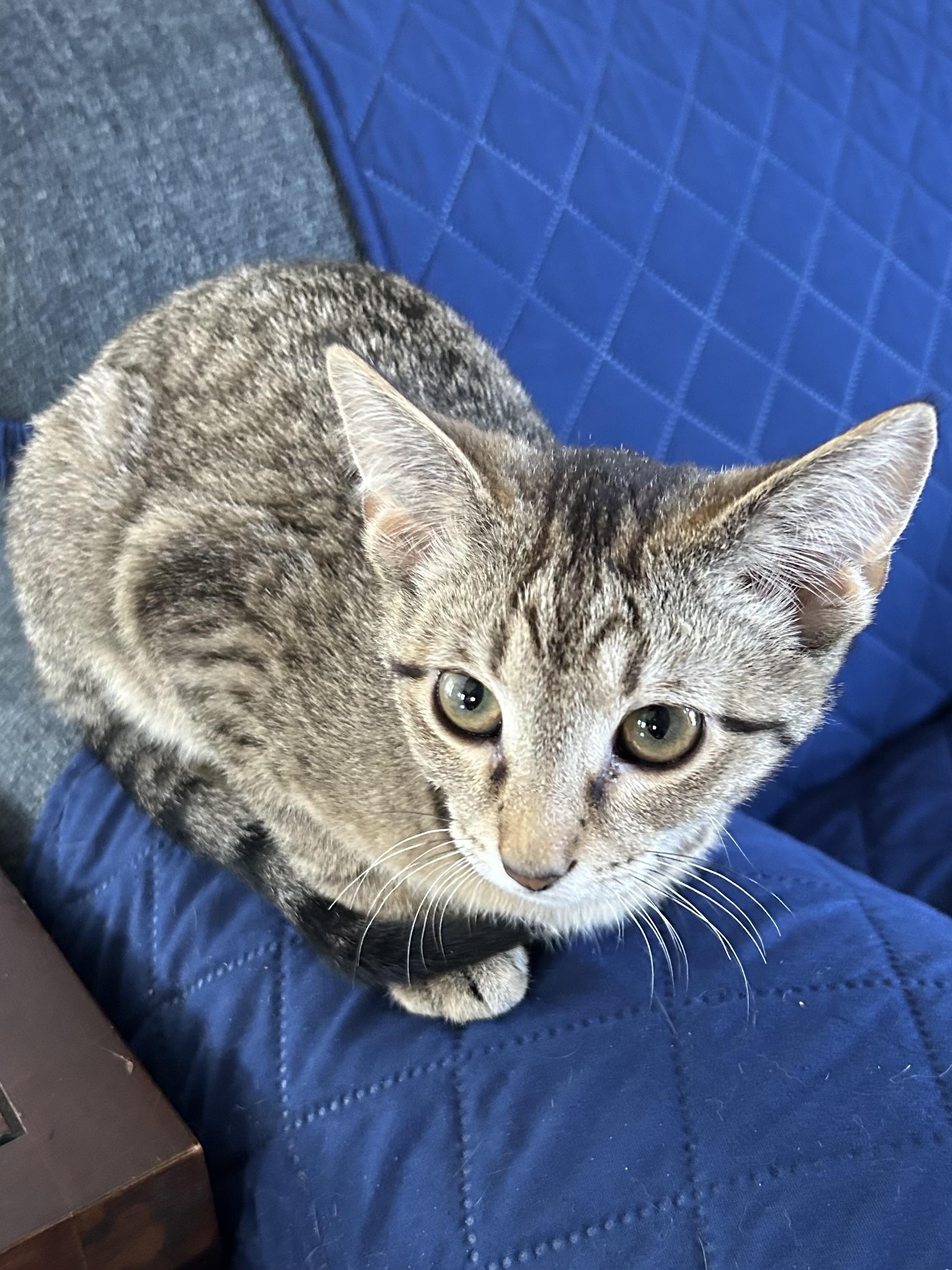 Enlarge Happy, a ADOPTABLE Domestic Short Hair in Murfreesboro, TN image 3/3
