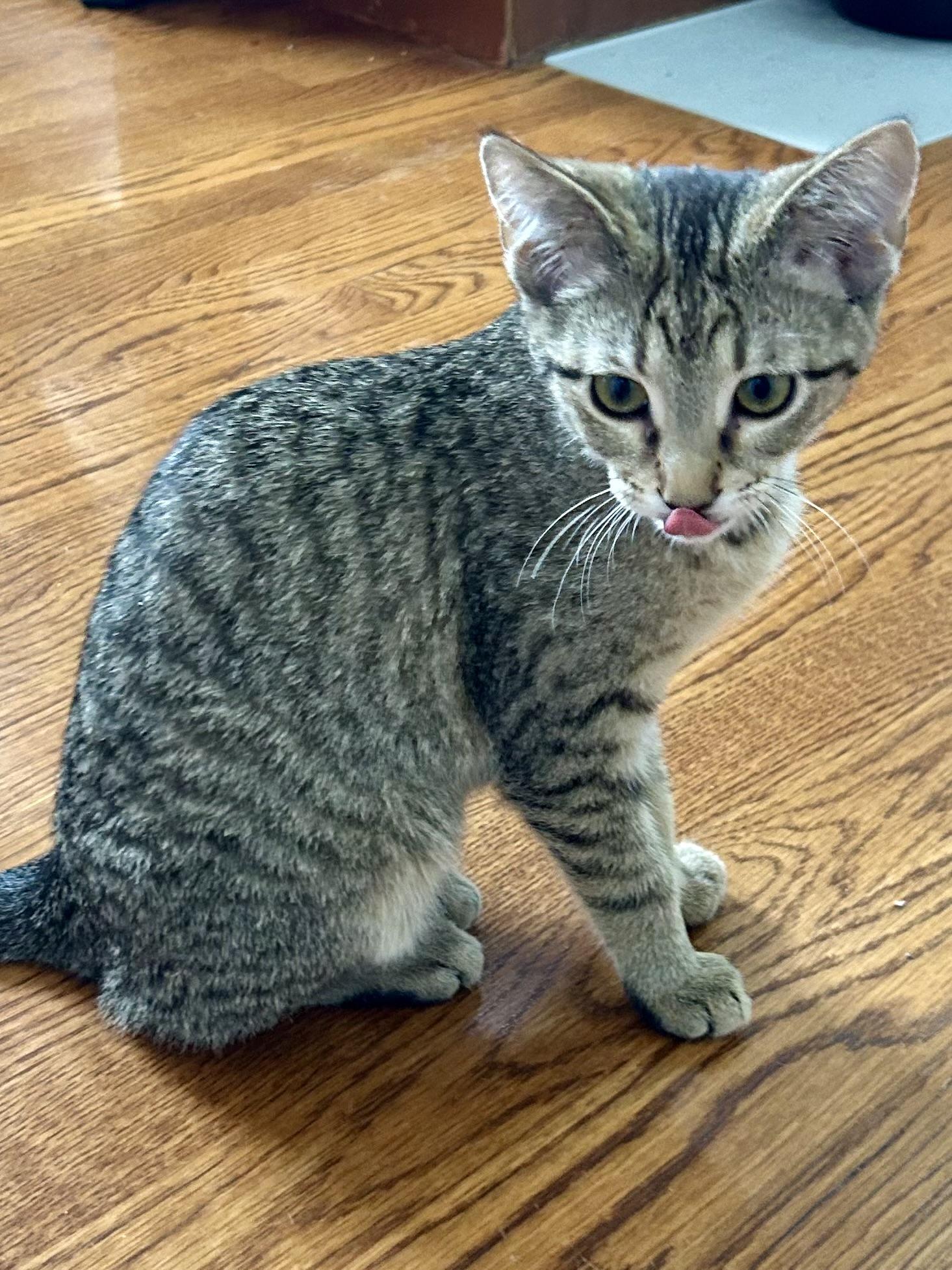 Enlarge Happy, a ADOPTABLE Domestic Short Hair in Murfreesboro, TN image 2/3