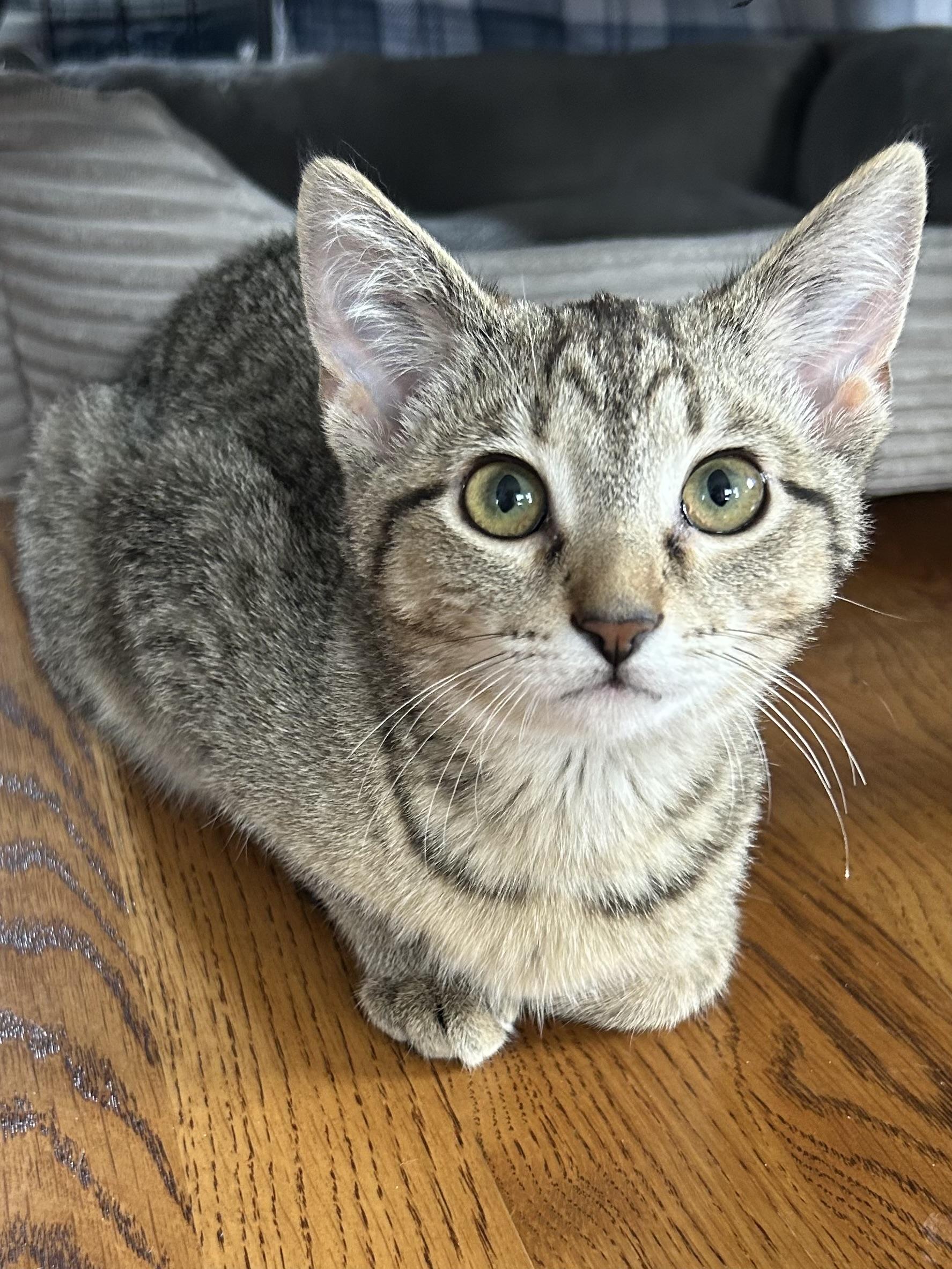 Happy, ADOPTABLE, Young Female Domestic Short Hair.