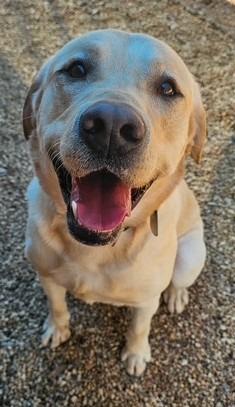 Enlarge Lou, a Adoptable Labrador Retriever in Austin, TX image 1/1