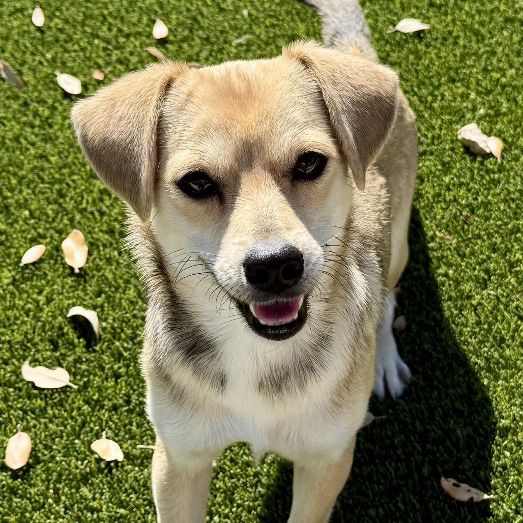 Tulip - as pretty as the flower!, Adoptable, Adult Female Chihuahua.
