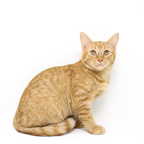 Tatum, Adopted, Kitten Male Domestic Short Hair.