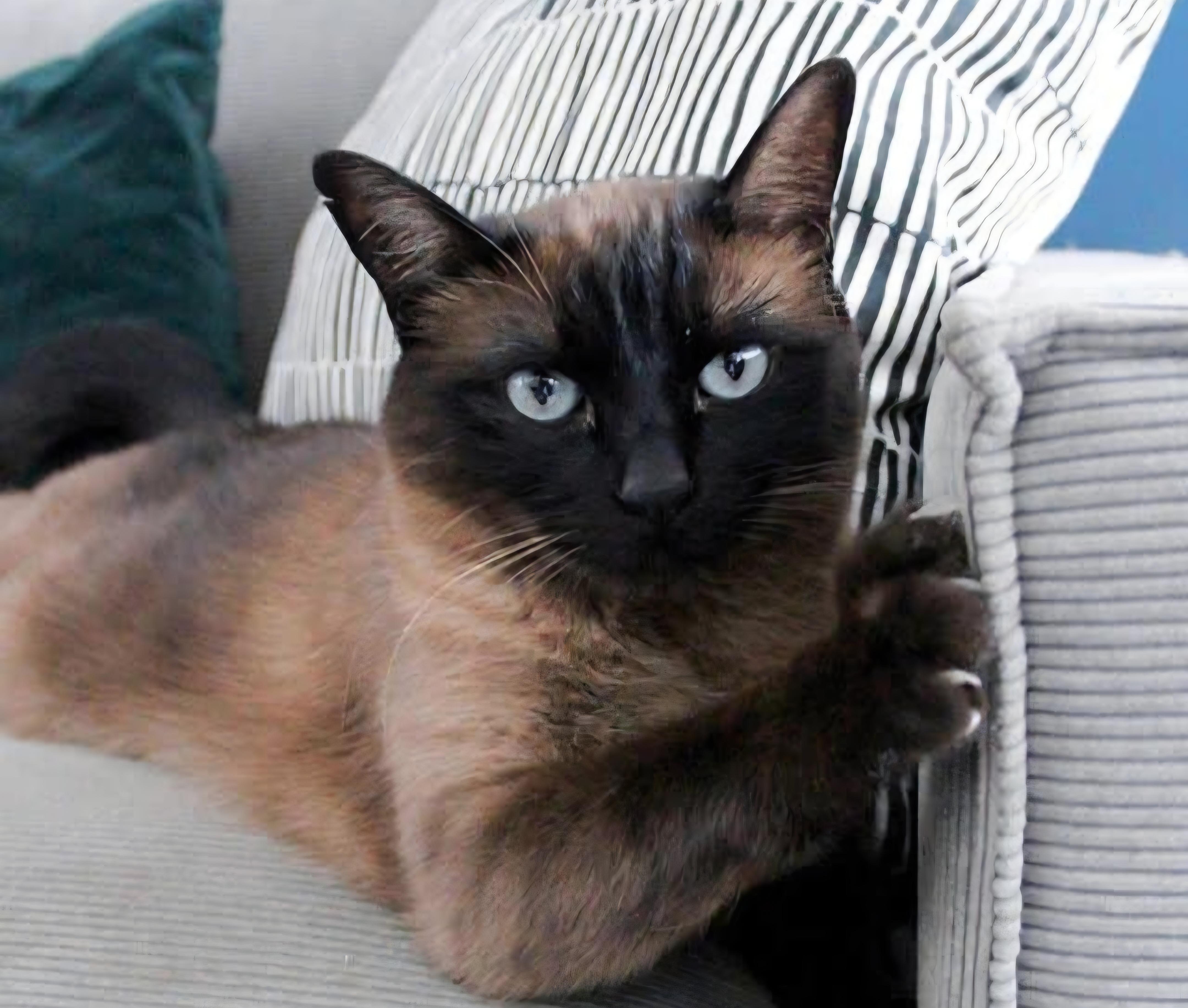 Enlarge Deena, a Adoptable Domestic Short Hair in Muskego, WI image 1/1