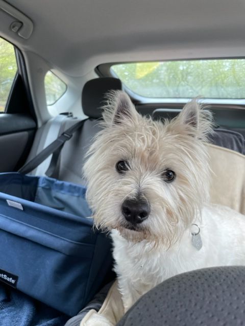 Cameron / Cole, a Adopted West Highland White Terrier / Westie in Santa Clara, CA image 1/4