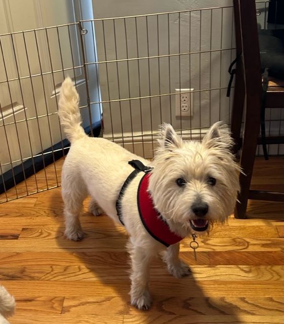 Cameron / Cole, a Adopted West Highland White Terrier / Westie in Santa Clara, CA image 2/4