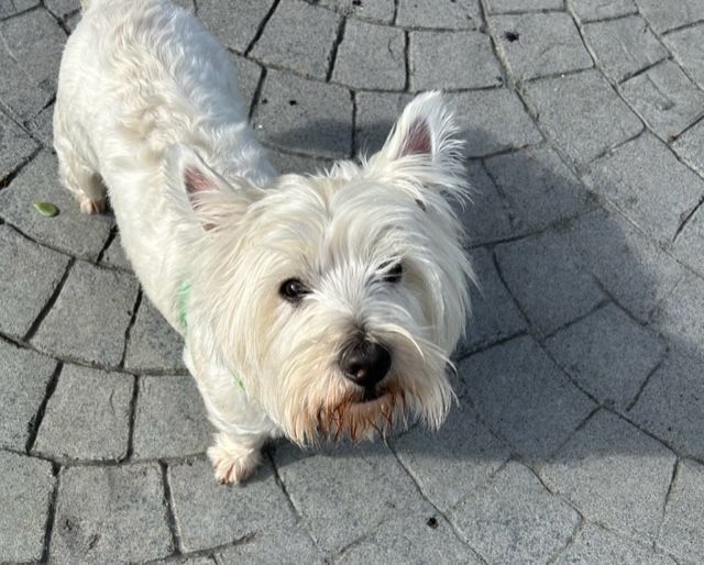 Cameron / Cole, a Adopted West Highland White Terrier / Westie in Santa Clara, CA image 4/4