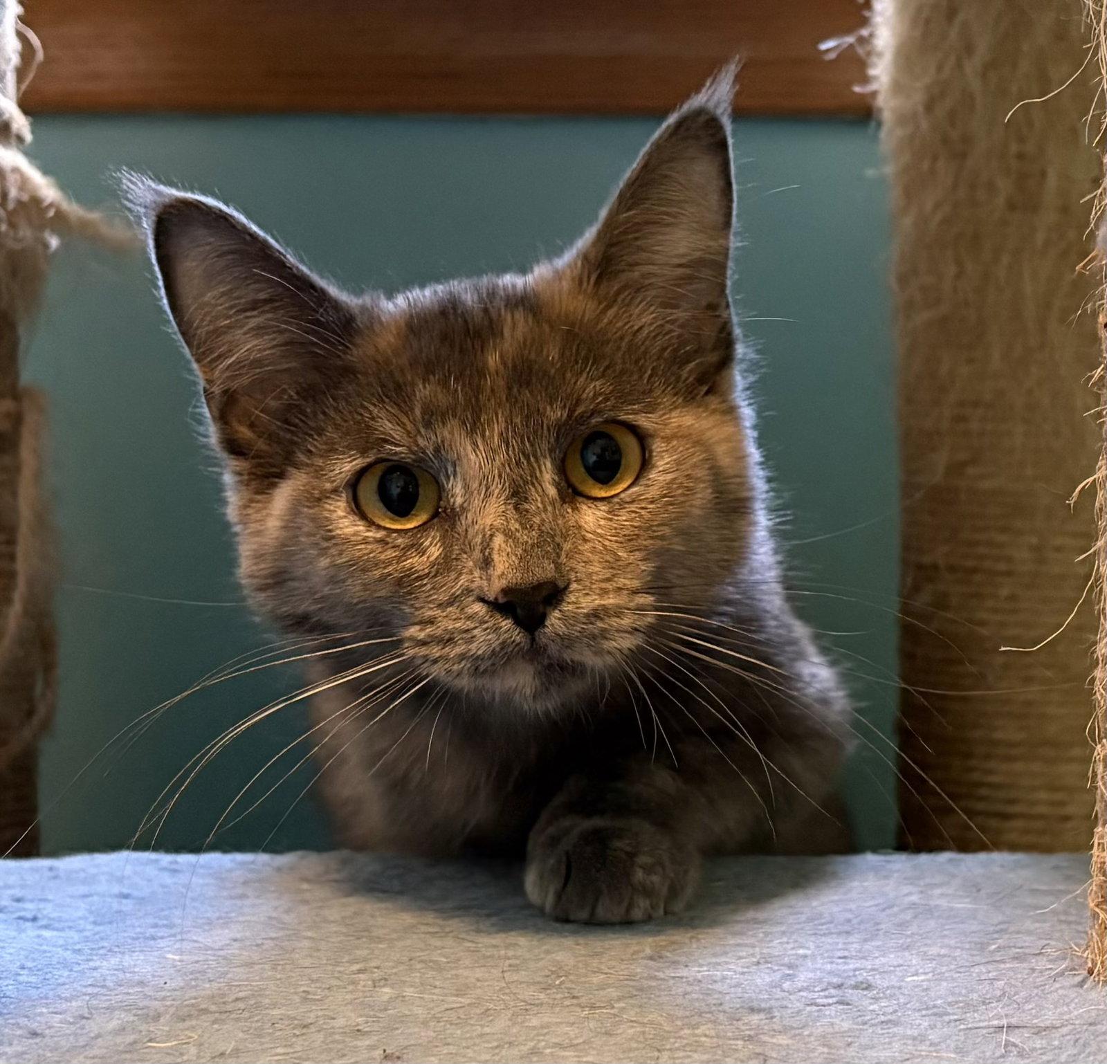 Katrina, Adoptable, Young Female Domestic Medium Hair.