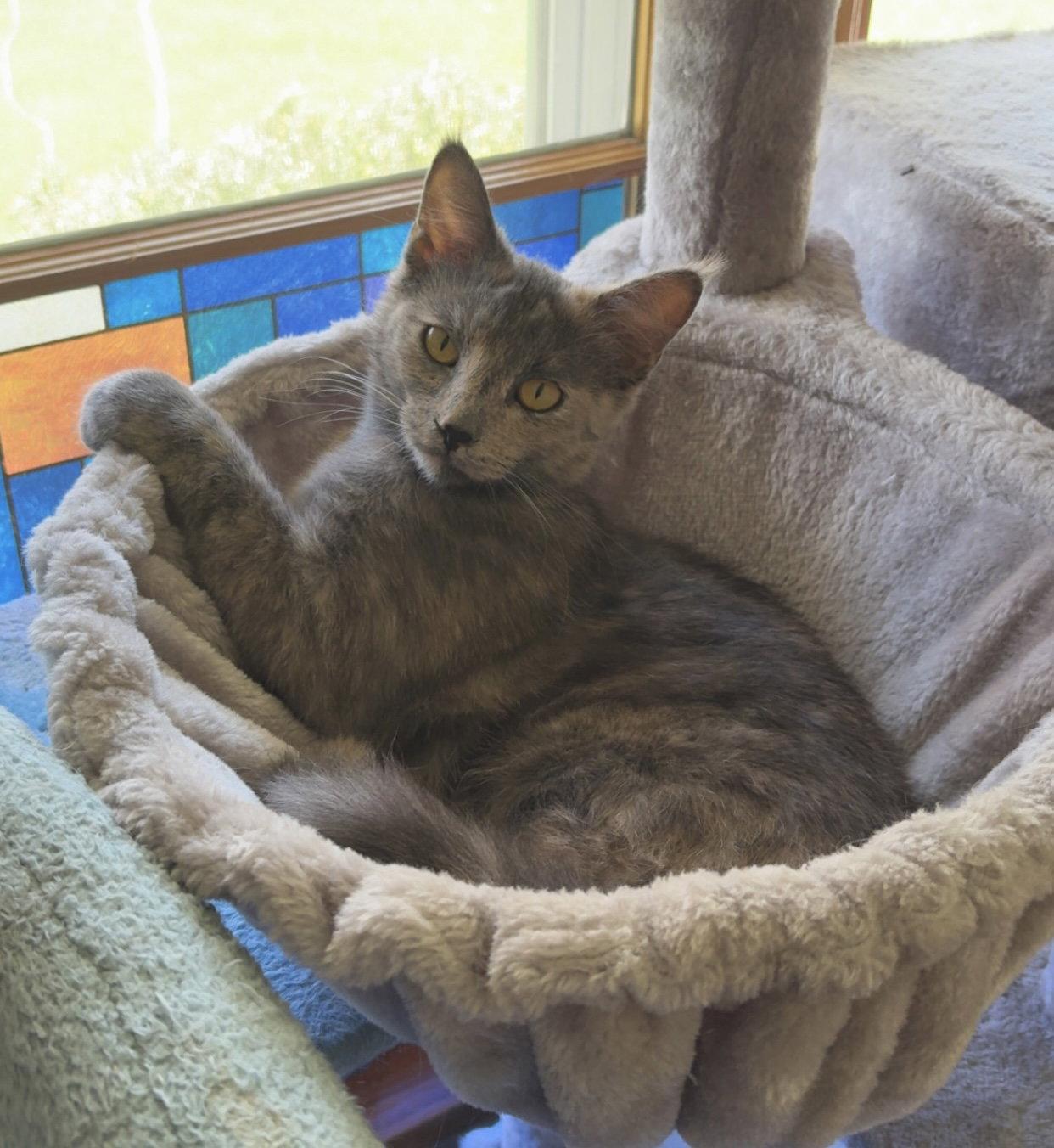 Katrina, Adoptable, Young Female Domestic Medium Hair.