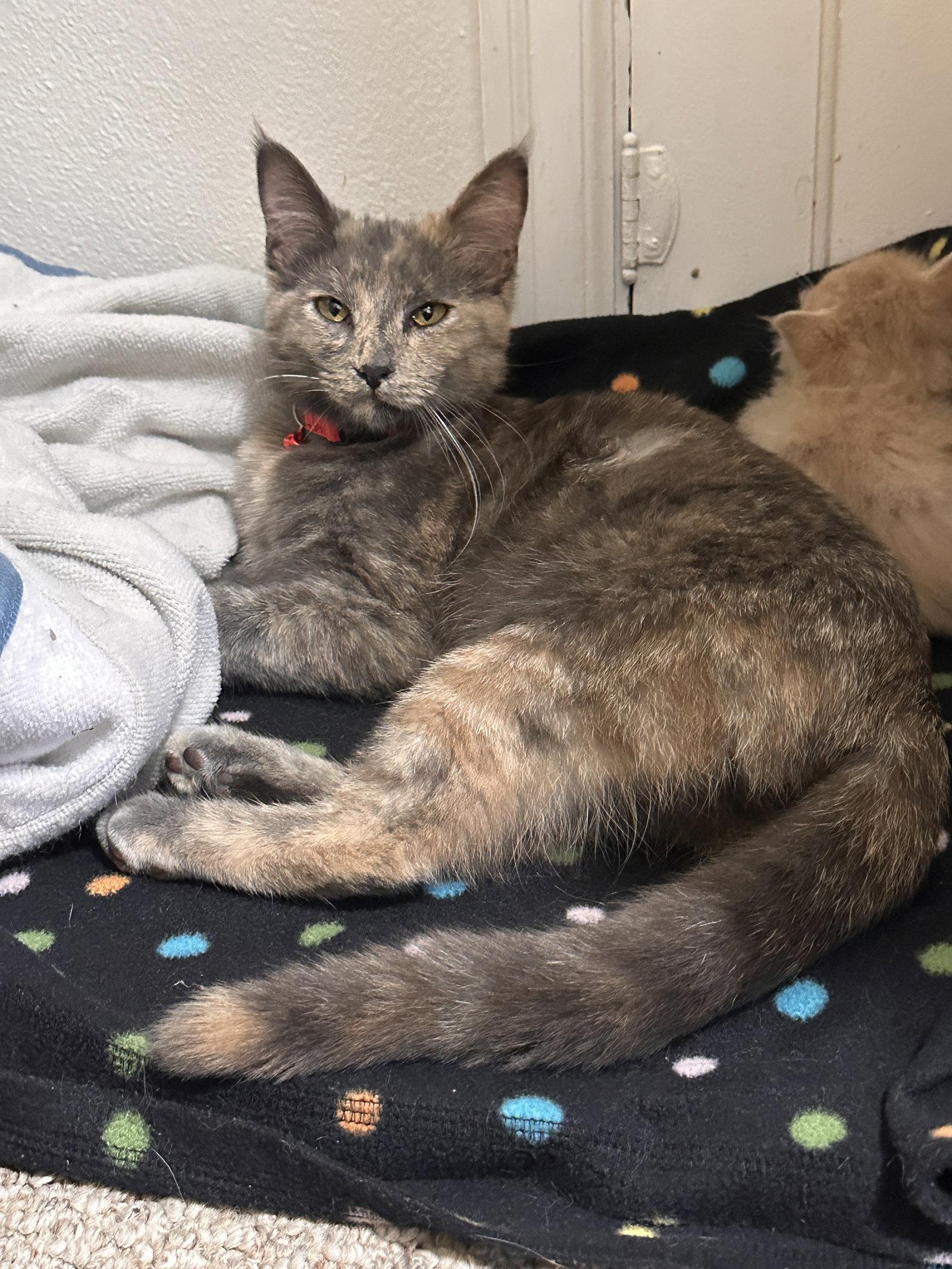Enlarge Katrina, a Adoptable Domestic Medium Hair in Crystal, MN image 2/3