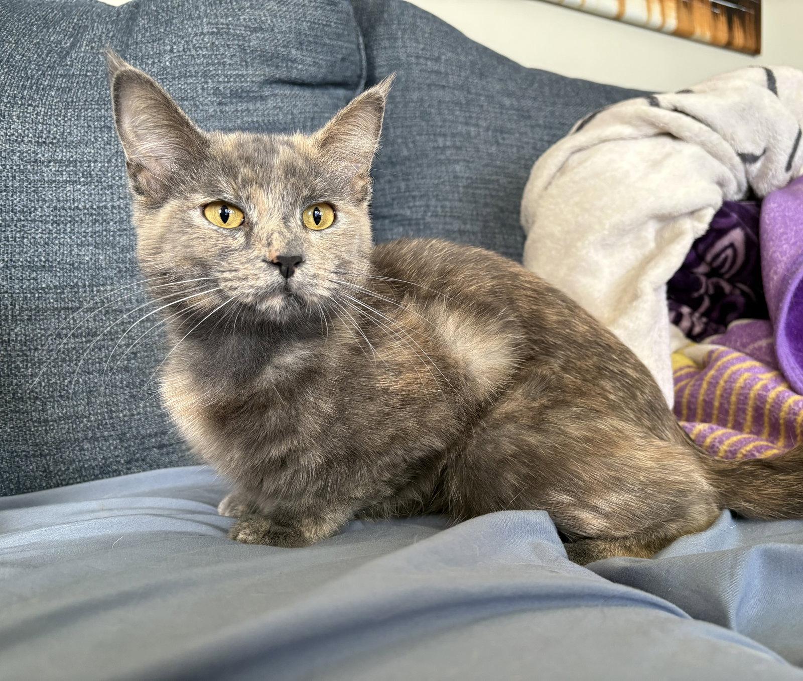 Enlarge Katrina, a Adoptable Domestic Medium Hair in Crystal, MN image 3/3
