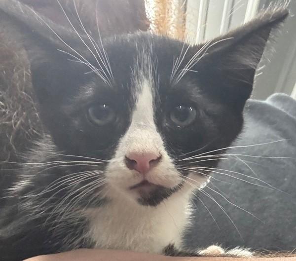 Tux, Adoptable, Kitten Female Domestic Short Hair.
