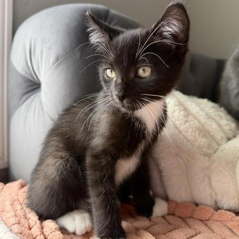 Enlarge Munch, an adopted Domestic Short Hair in Seymour, TN image 4/4