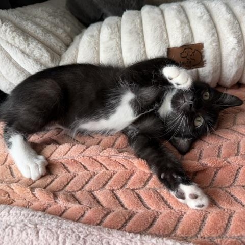 Enlarge Munch, an adopted Domestic Short Hair in Seymour, TN image 3/4