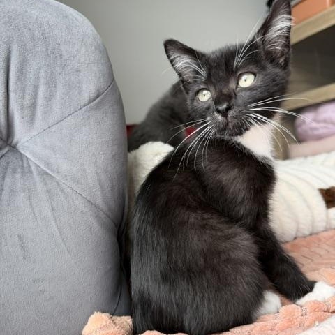 Enlarge Munch, an adopted Domestic Short Hair in Seymour, TN image 1/4